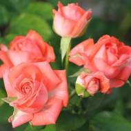 Роза спрей Барбадос